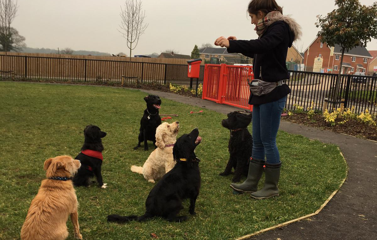 dog training classes