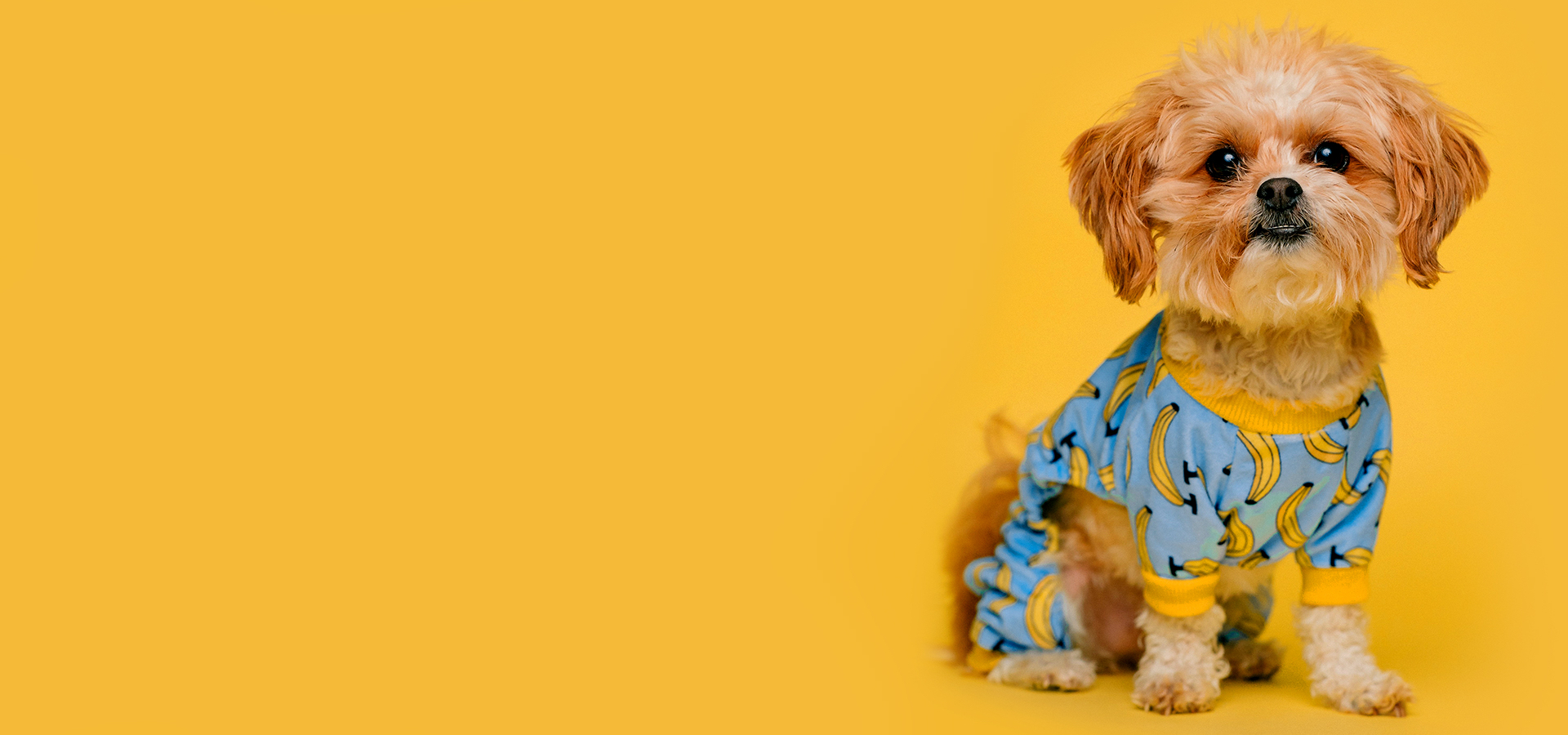 Dog with banana clothes on yellow background
